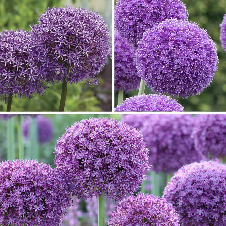 Long-Blooming Allium Trio