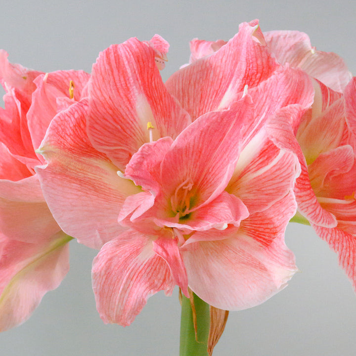 Amaryllis 'Lovely Nymph,' one bulb in natural jute basket
