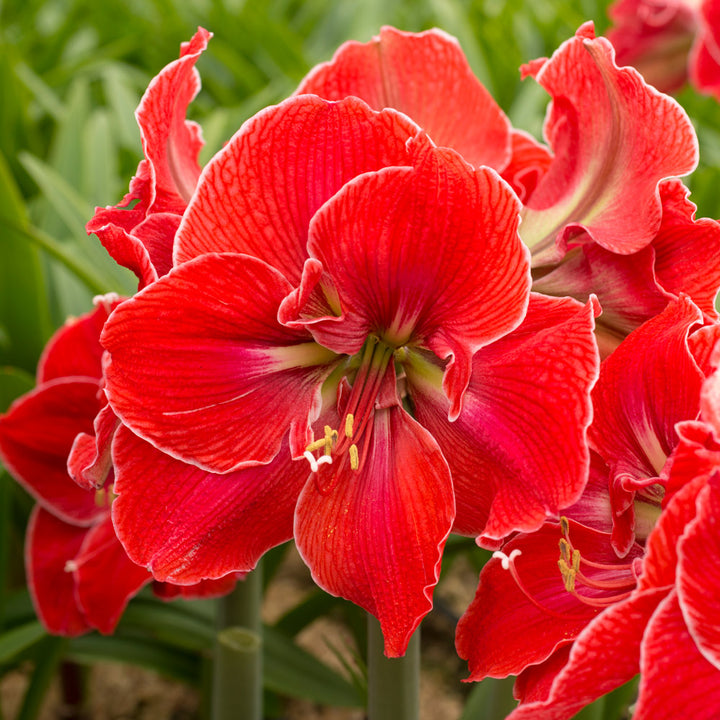 Amaryllis 'Magical Touch'