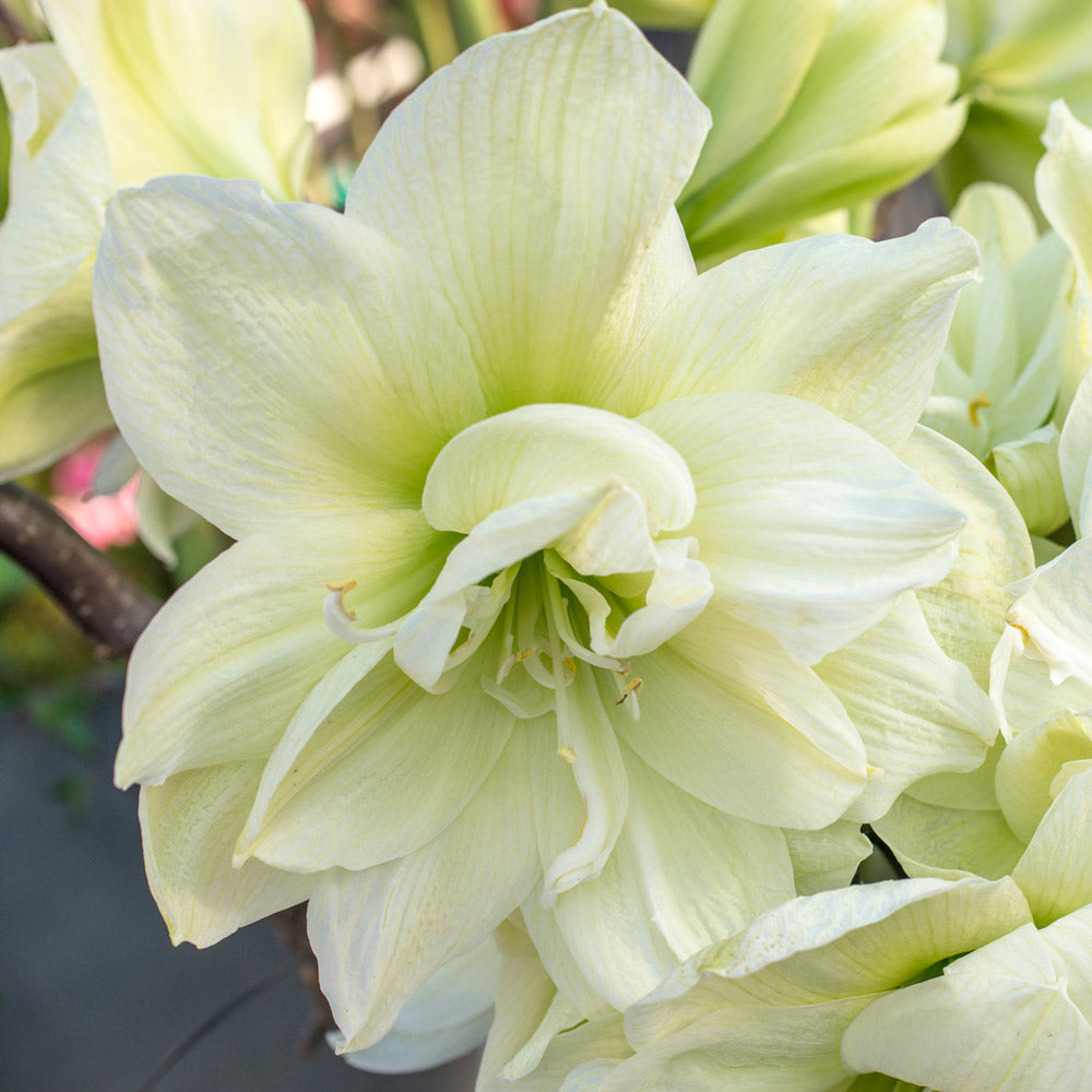 Amaryllis 'Marilyn'