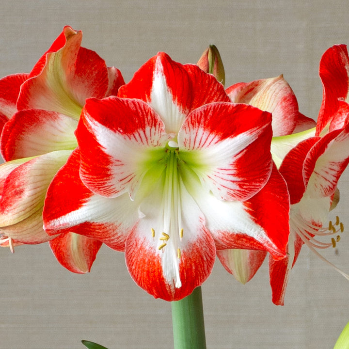 Amaryllis 'Mascotte,' one bulb in nursery pot