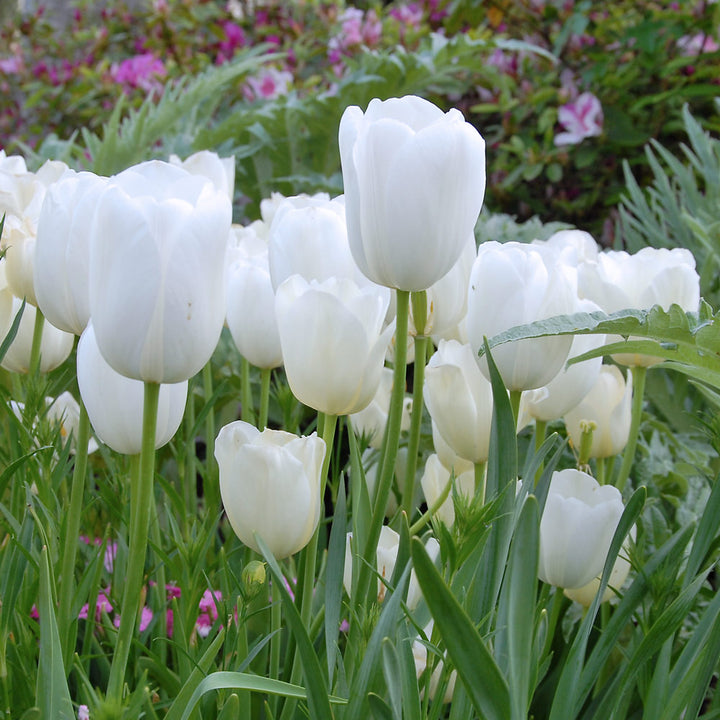 Tulip 'Maureen'