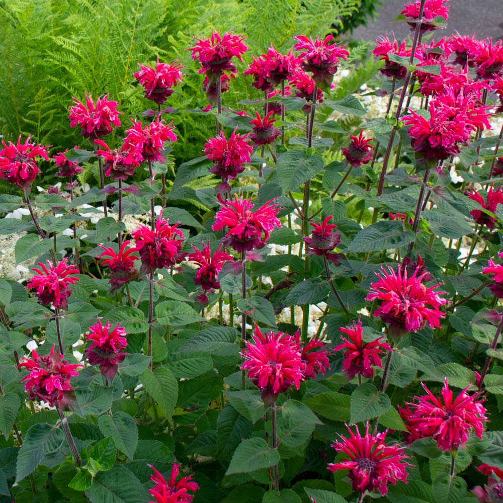 Monarda didyma Bee-You® Bee Happy™