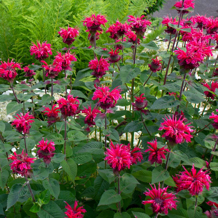 Monarda didyma Bee-You® Bee Happy™