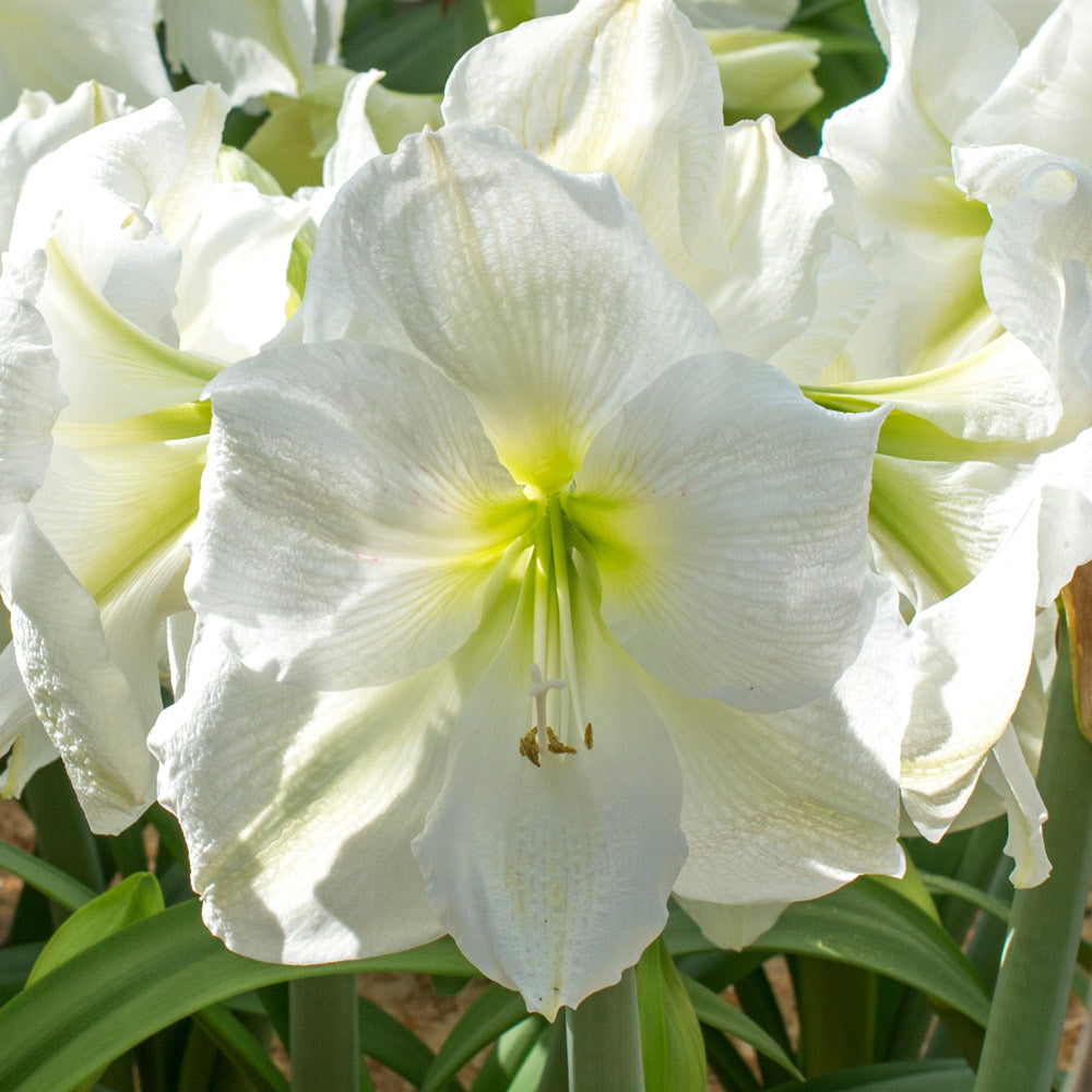 Amaryllis 'Moscow'