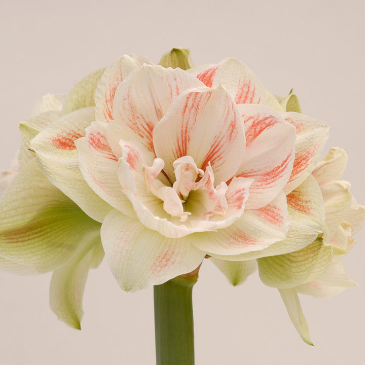 Amaryllis 'Nymph'
