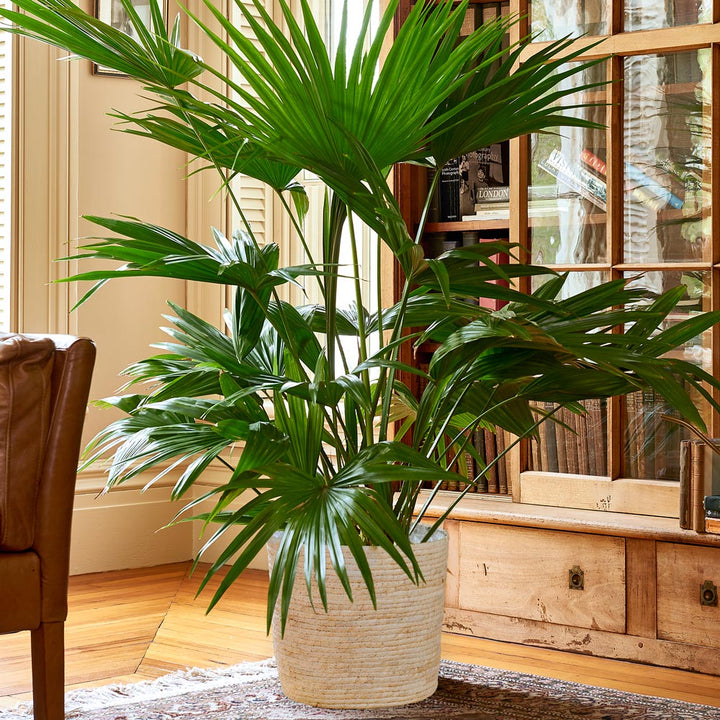 Chinese Fan Palm in natural jute basket