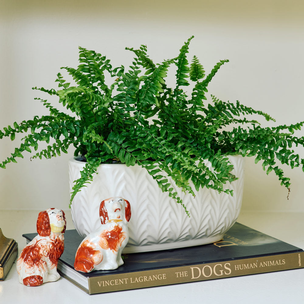 Boston Fern Duo in oval ceramic cachepot