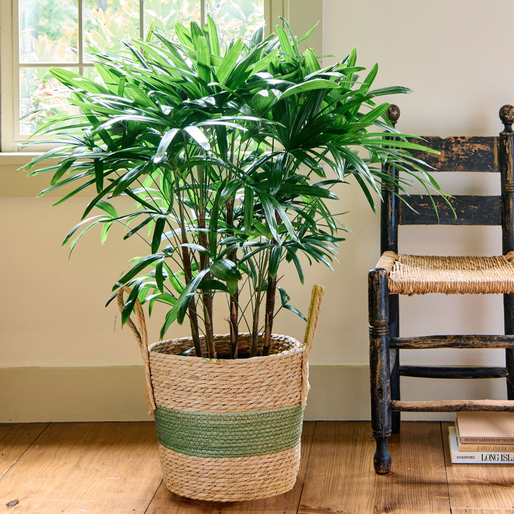 Lady Palm
