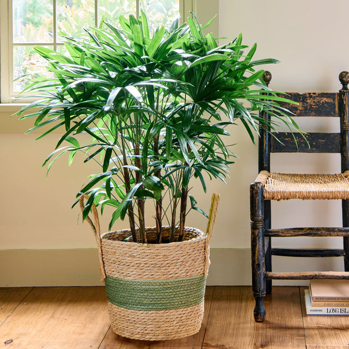 Lady Palm in green-stripe basket