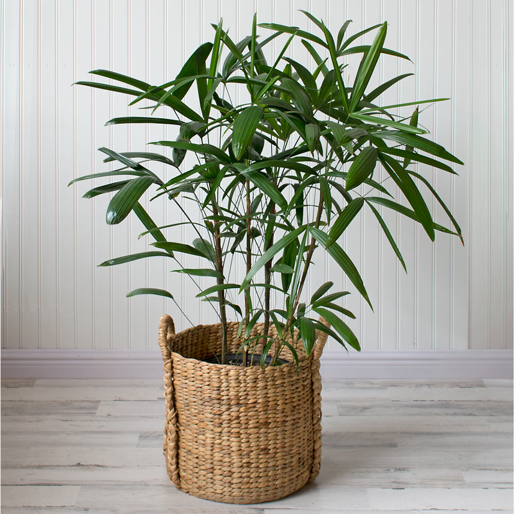 Lady Palm in Water Hyacinth basket