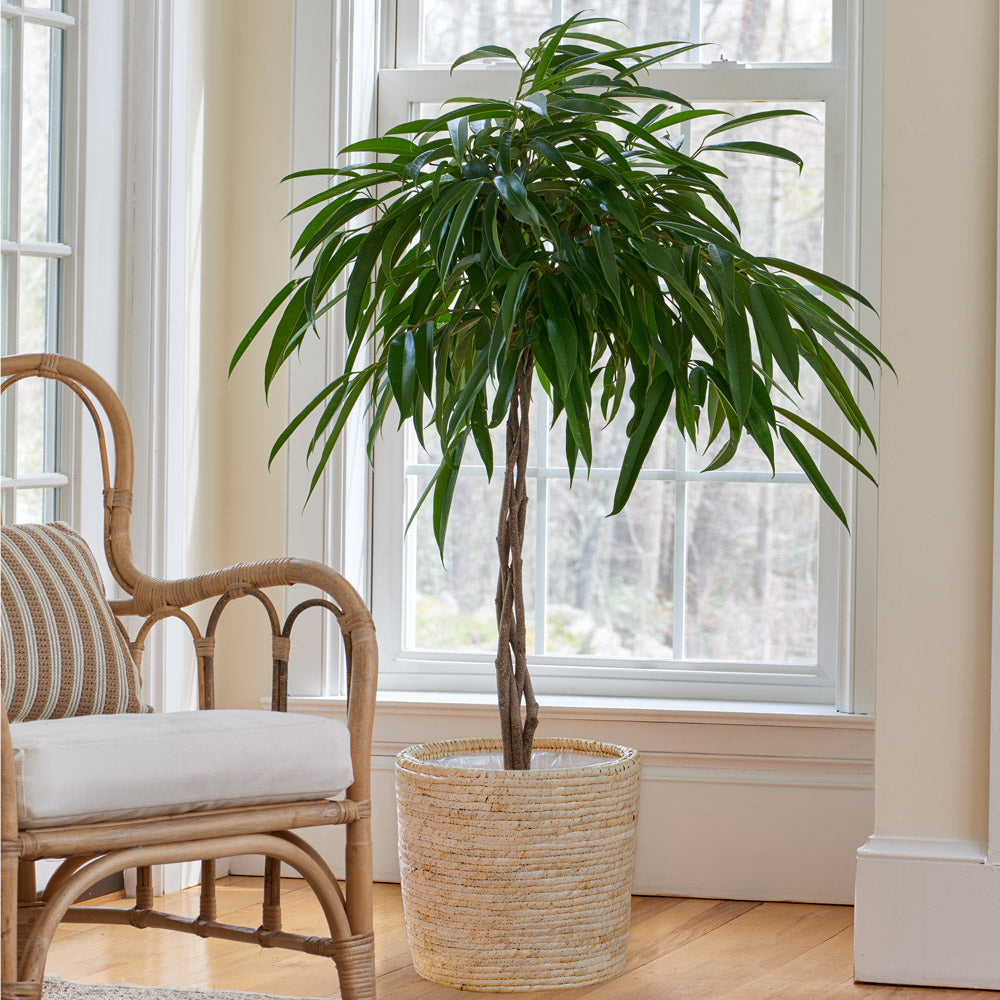Banana-Leaf Fig in natural jute basket