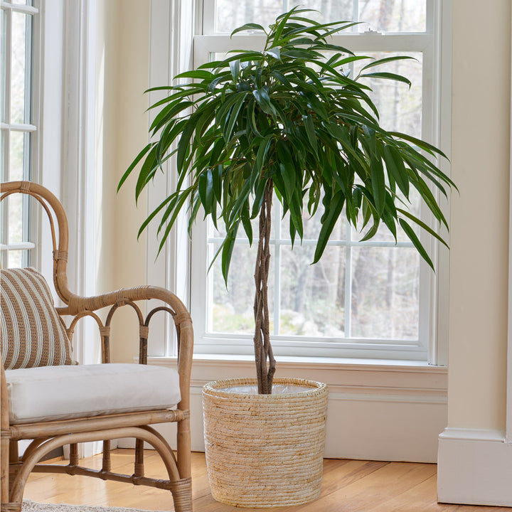 Banana-Leaf Fig in natural jute basket