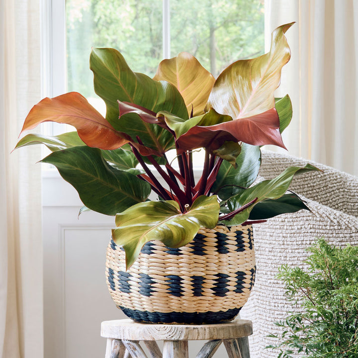 Philodendron 'McColley's Finale' in Owosso Basket