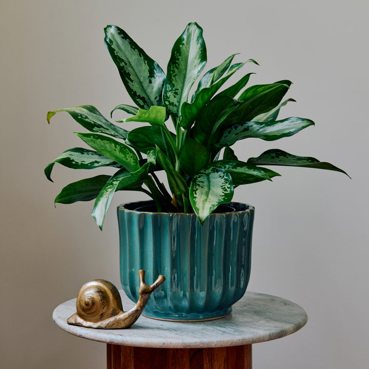 Chinese Evergreen 'Jubilee Petite' in Teal Ribbed Planter