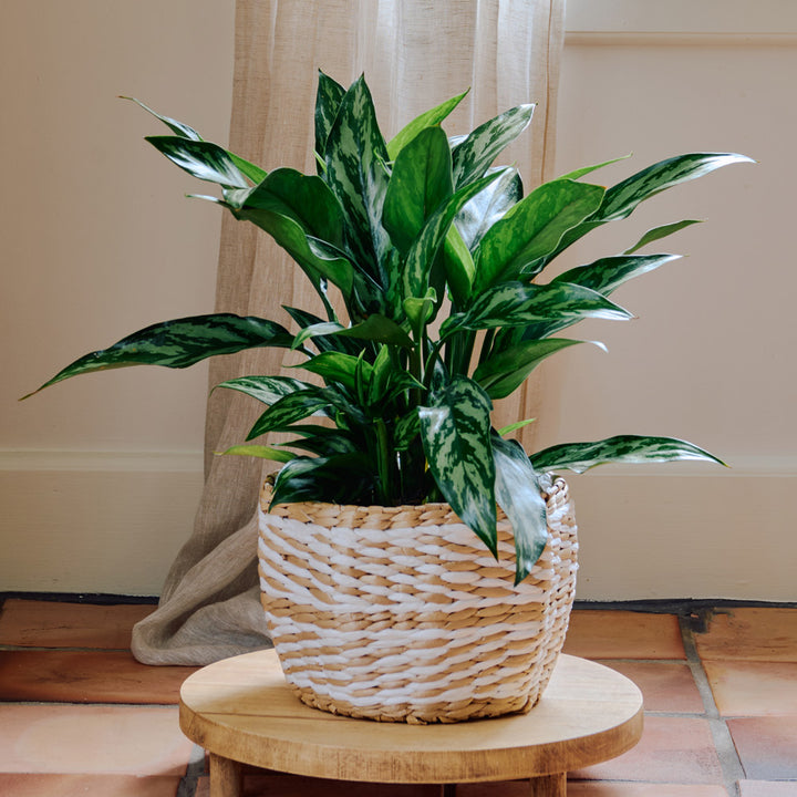 Chinese Evergreen 'Tigress' in Amasa basket