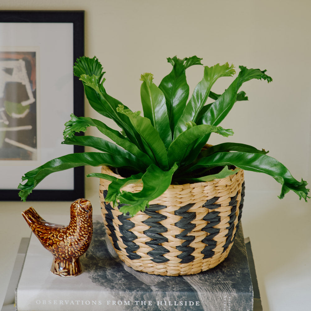 Bird's Nest Fern 'Crissie' in Sand Creek Basket