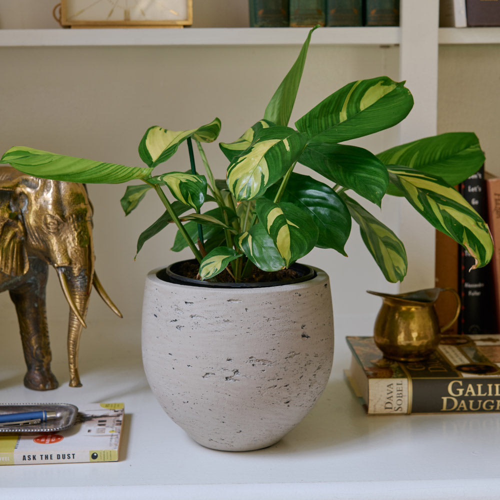 Never Never Plant in Textured Cachepot