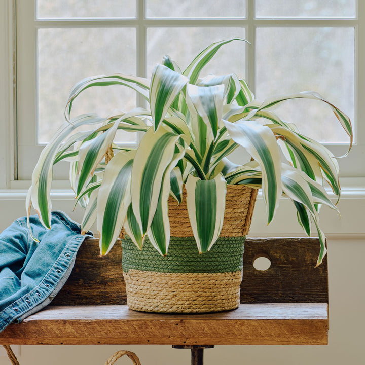 Dracaena 'White Aspen' in green-stripe basket