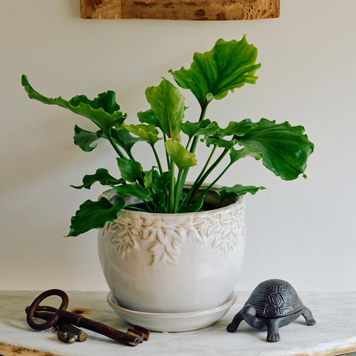 Philodendron 'Hope' in Embossed Ceramic Planter