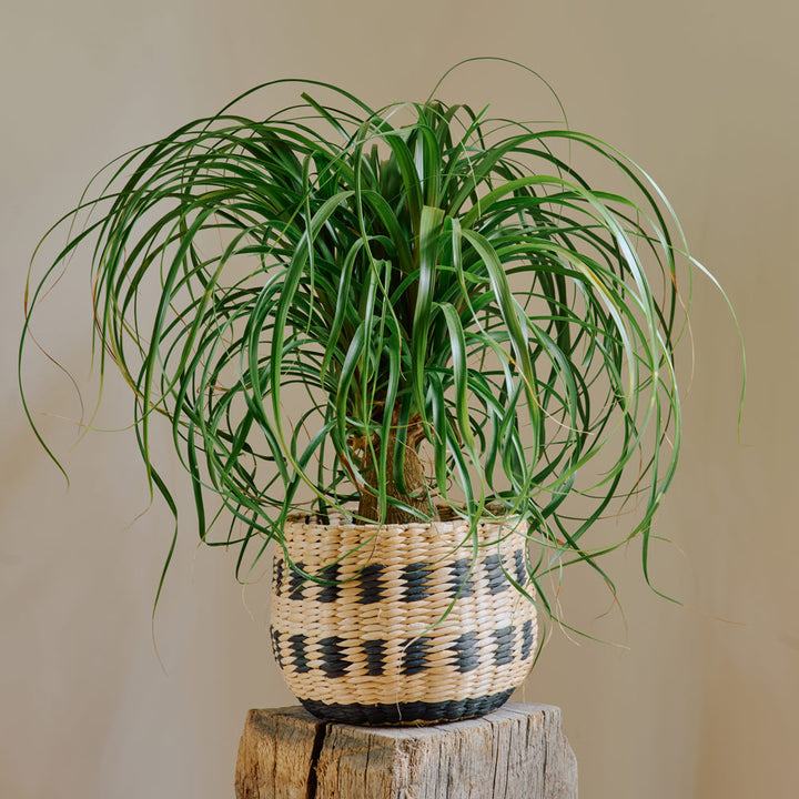 Ponytail Palm in Owosso Basket
