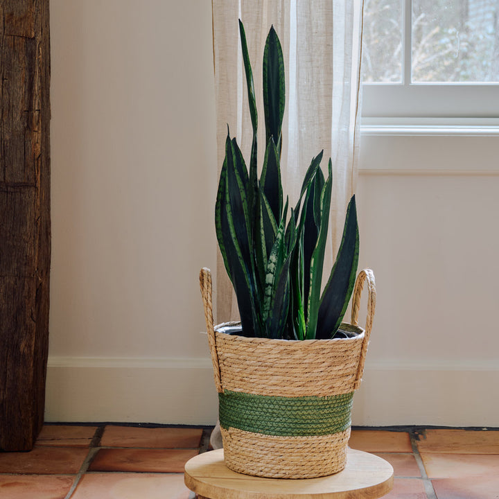 Snake Plant 'Crystal Flame' in woven basket