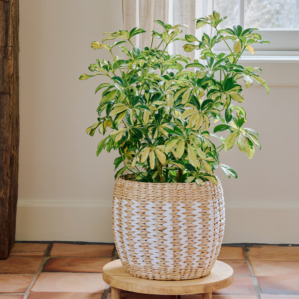 Umbrella Plant 'Trinette' in Sand Creek Basket