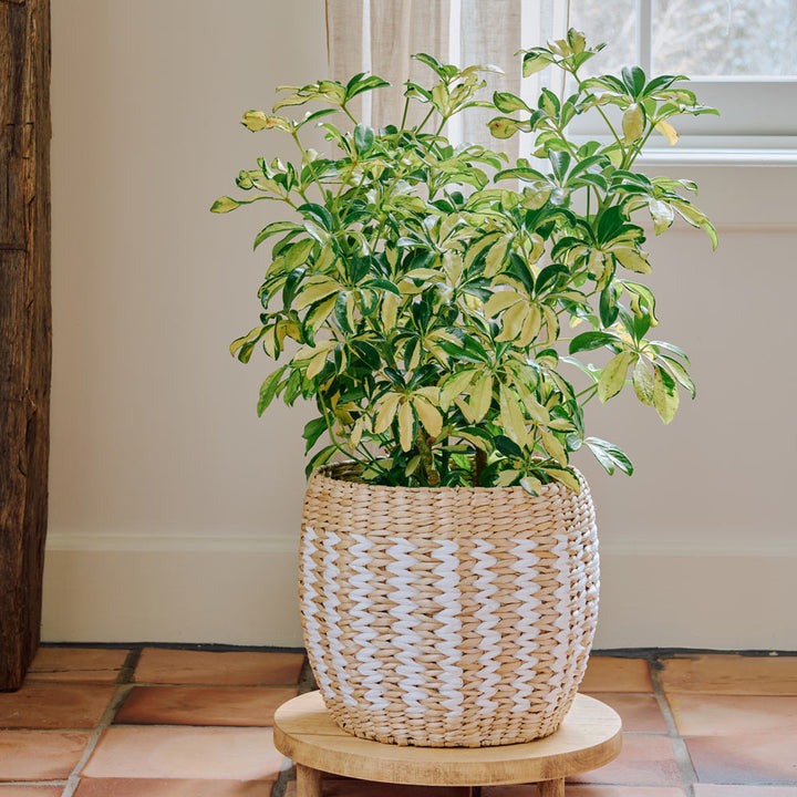 Umbrella Plant 'Trinette' in Sand Creek Basket