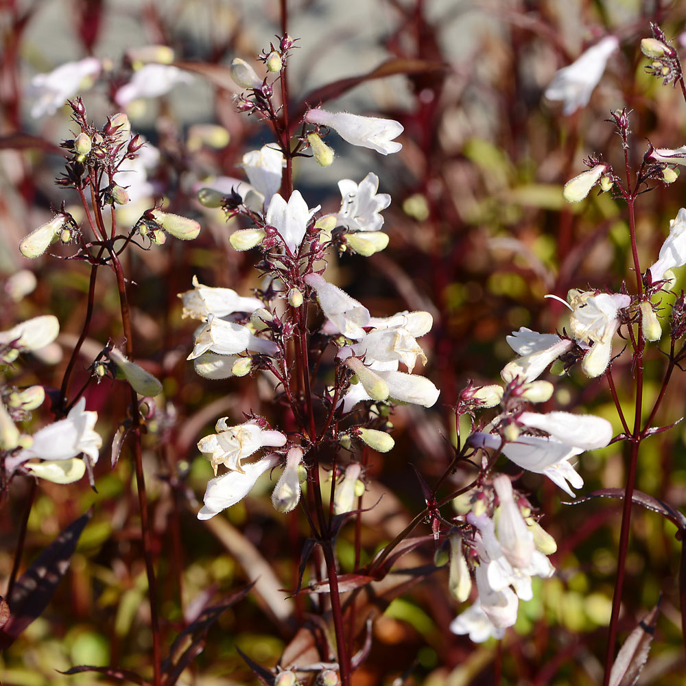 Penstemon digitalis 'Husker Red'