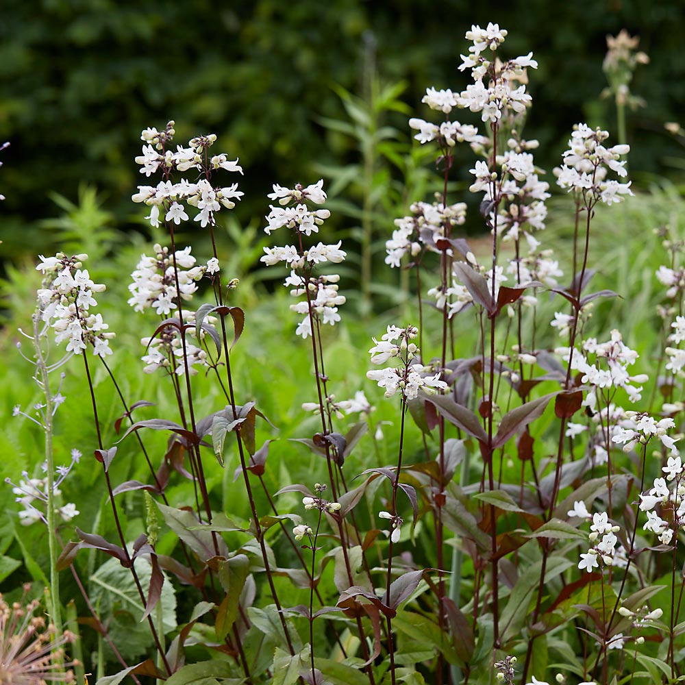 Penstemon digitalis 'Husker Red'