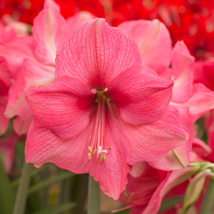 Amaryllis 'Pink Surprise,' two nursery pots in natural jute basket