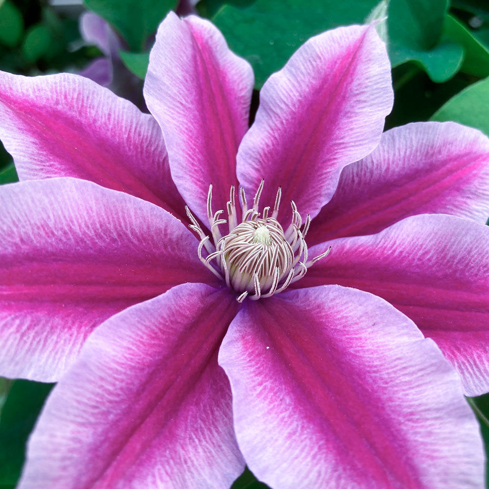 Clematis Poseidon™ Boulevard®