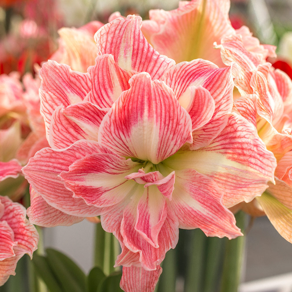 Amaryllis 'Pretty Nymph,' one bulb in natural jute basket
