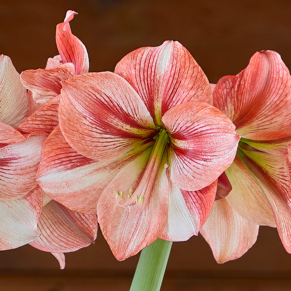 Amaryllis 'Provence,' two nursery pots in cream tin