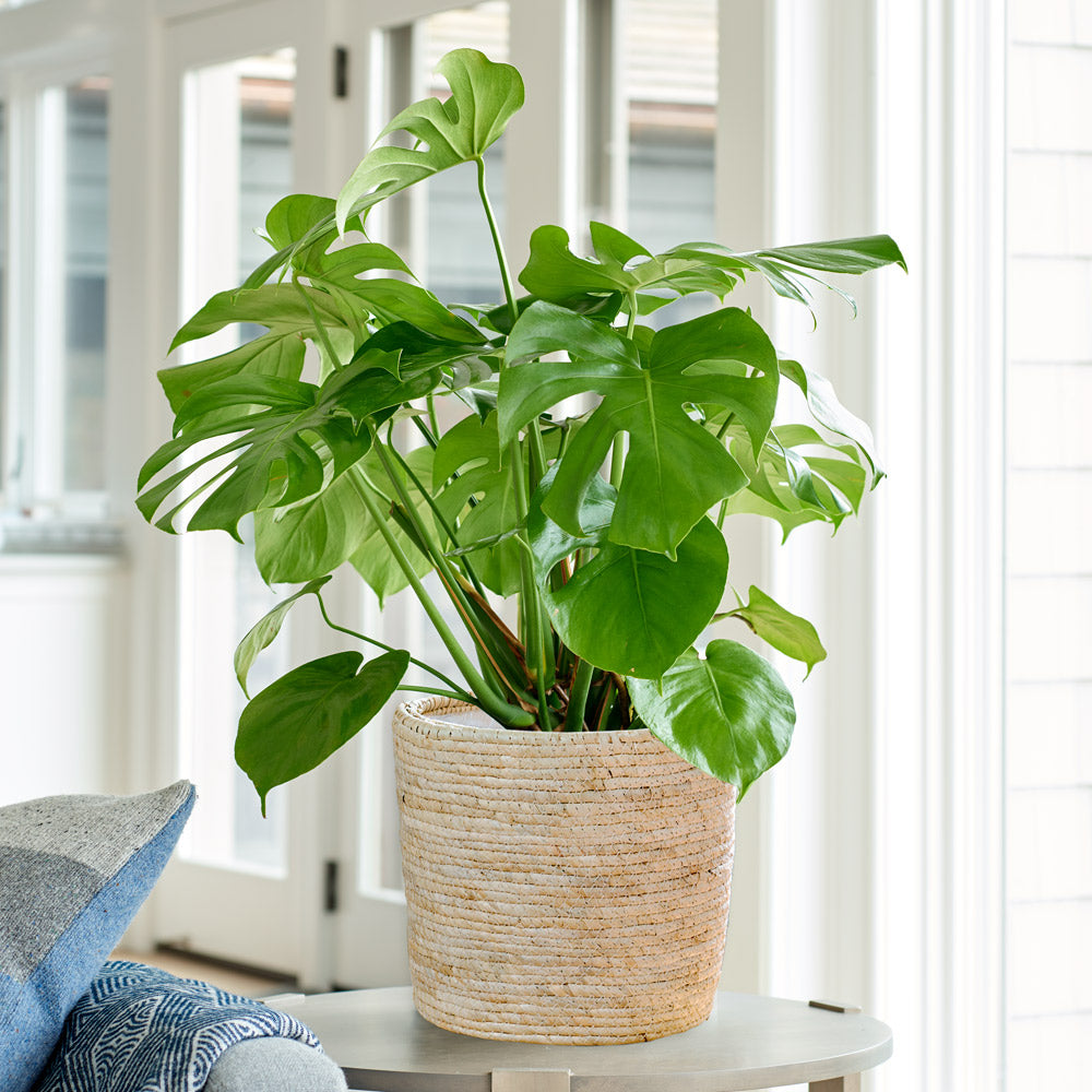 Split-Leaf Philodendron in Water Hyacinth basket