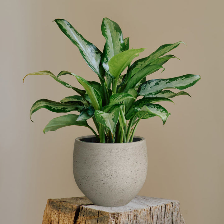Chinese Evergreen 'Jubilee Petite' in Textured Cachepot