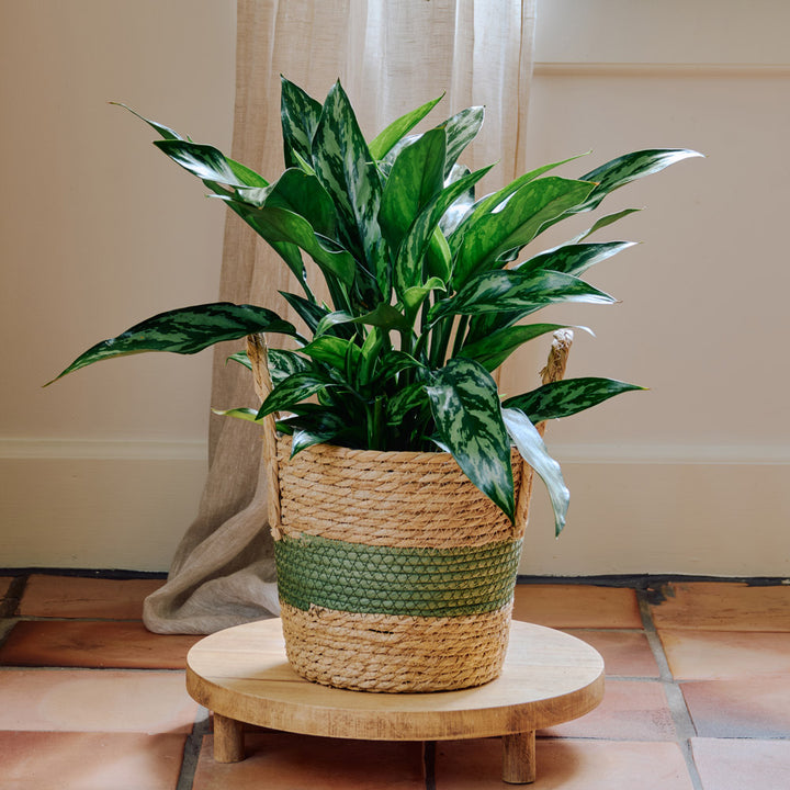 Chinese Evergreen 'Tigress' in green-stripe basket