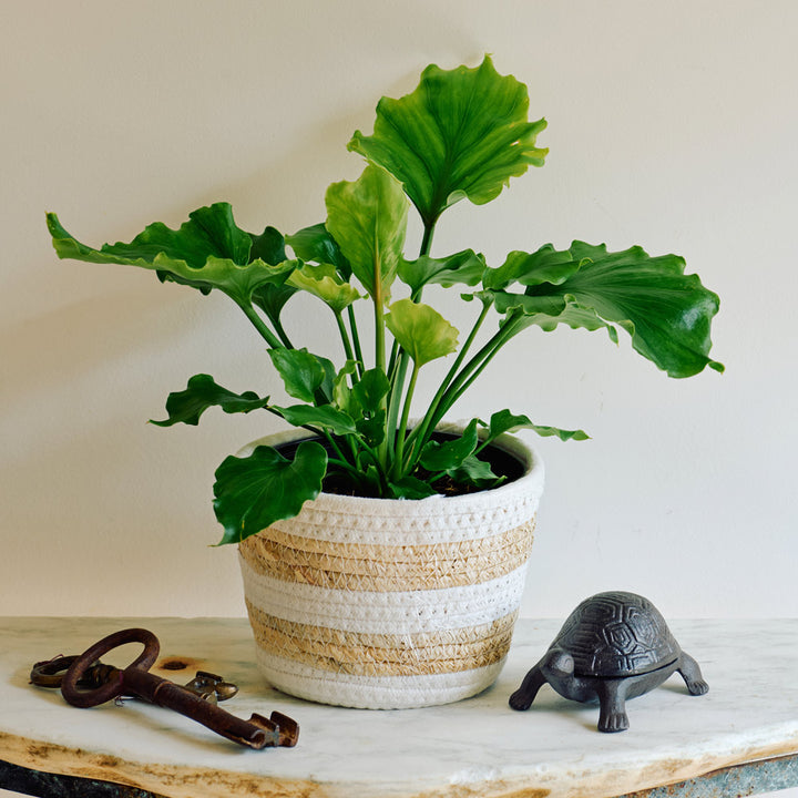 Philodendron 'Hope' in striped jute basket