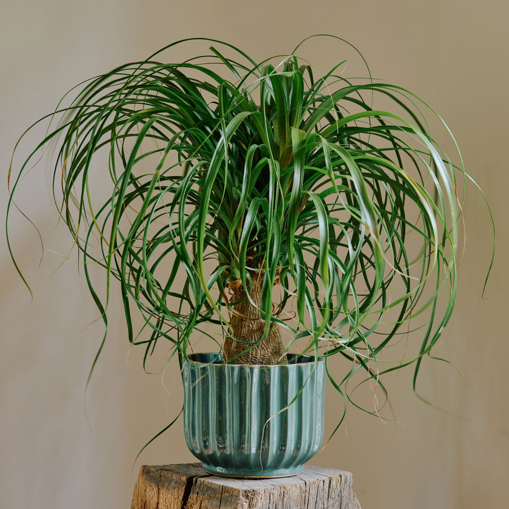Ponytail Palm in Teal Ribbed Planter
