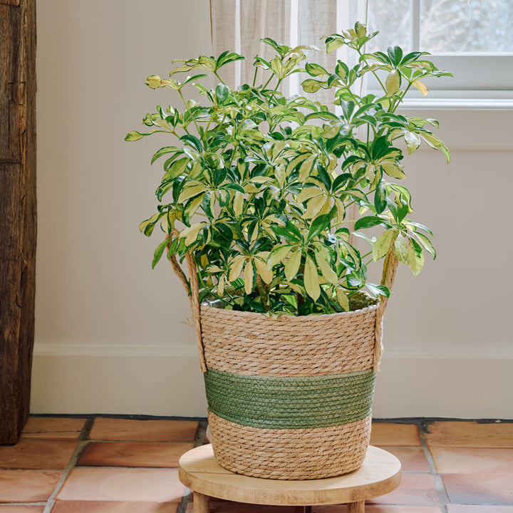 Umbrella Plant 'Trinette' in woven basket