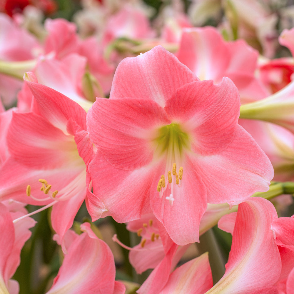 Amaryllis 'Rebecca,' one bulb in natural jute basket