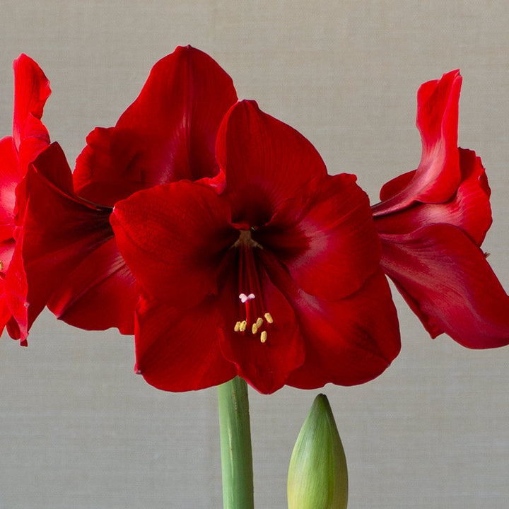 Amaryllis 'Red Cardinal'