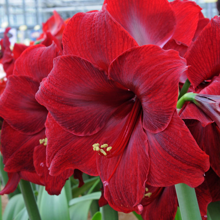 Amaryllis 'Red Pearl,' two nursery pots in natural jute basket