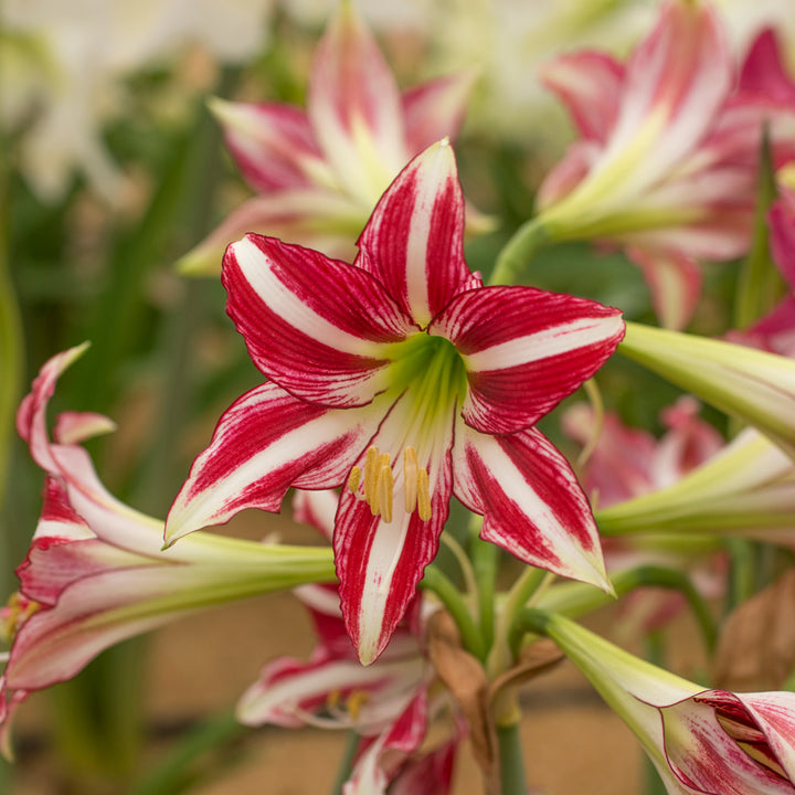 Amaryllis 'Santiago'