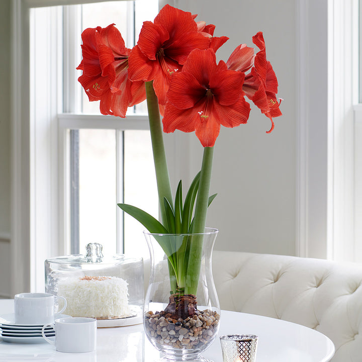 Amaryllis 'Gold Medal,' one bulb with hurricane vase kit