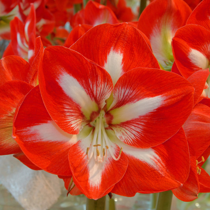 Amaryllis 'Stargazer,' one bulb in natural jute basket