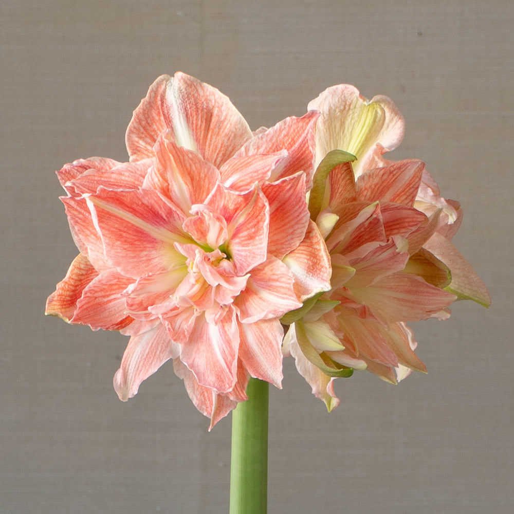 Amaryllis 'Sweet Amadeus'