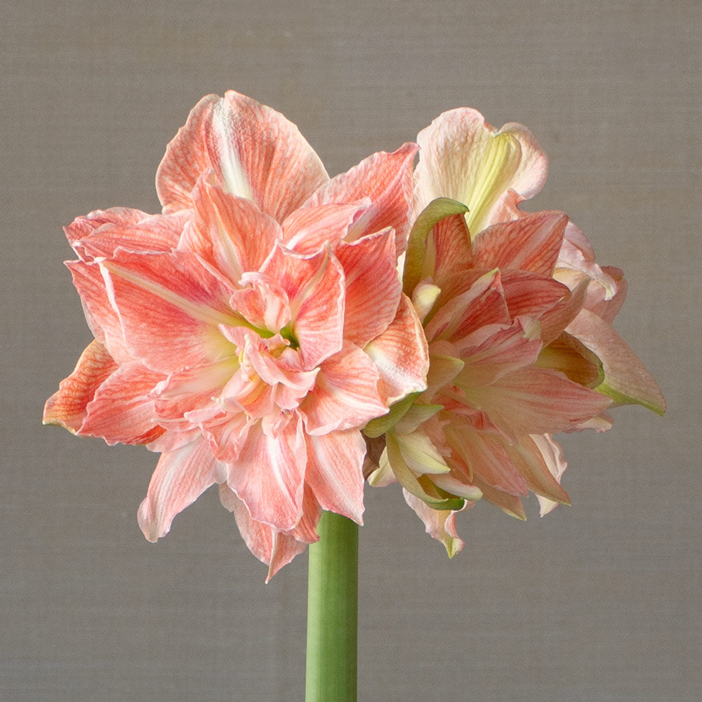 Amaryllis 'Sweet Amadeus,' one bulb in natural jute basket