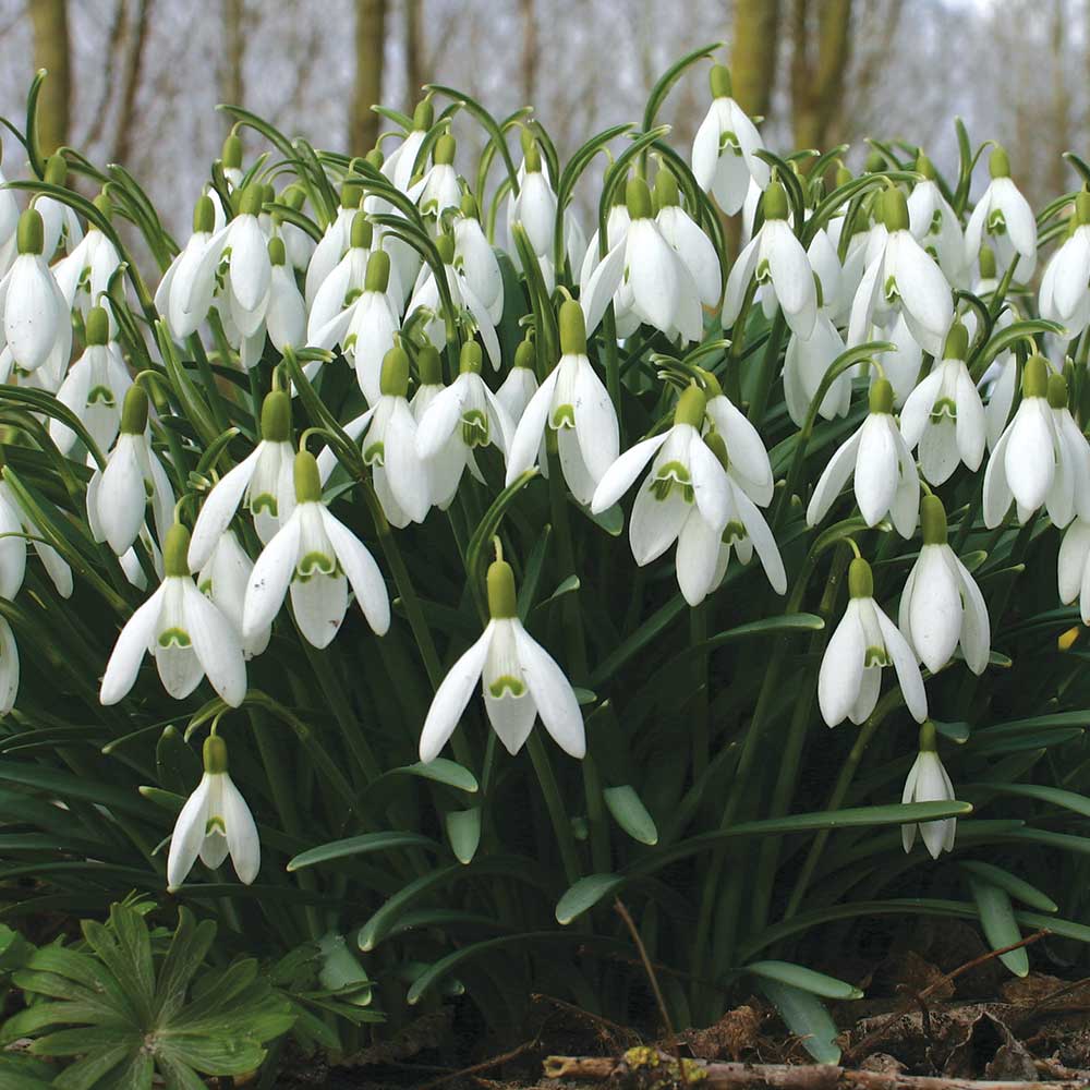Galanthus nivalis