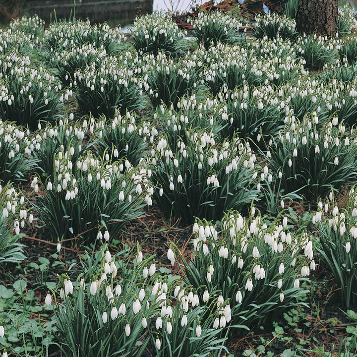 Galanthus - The Last Snow Mix